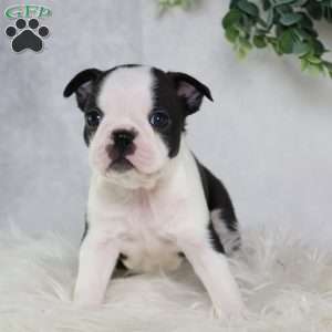 Bella, Boston Terrier Puppy
